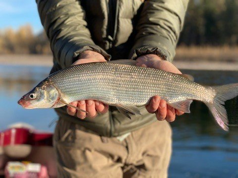 The Flathead Valley might just be one of the most unique fisheries in Montana. The sheer variety of species we can target here is staggering.
This week, we’re focusing on Lake Superior Whitefish.
Introduced in the early 1900s from waters east of the Mississippi, Lake Whitefish have become the predominant species in Flathead Lake and may account for more than two-thirds of the lake’s total biomass. Starting in mid-July, they begin staging on the north end of the lake before moving into the Flathead River system to spawn often pushing well into the lower forks.
They fight hard, have notoriously soft mouths, and can be tricky to land. But if you’re fortunate enough to slide one into the net, they’re excellent table fare. Firm, white meat that holds up well for fish tacos, fish and chips, or just about any recipe that calls for fresh, clean fillets.
At Wild Montana Anglers, we’re not shy about targeting invasive species, and we’re excited to announce that from August through October we’ll be offering trips specifically focused on Lake Whitefish—catching them and keeping them.
Give us a holler. You might walk away with a memorable day on the water—and a meal or two to bring home.
#WildMontanaAnglers
#Montana
#invasivespecies
#catchandeat