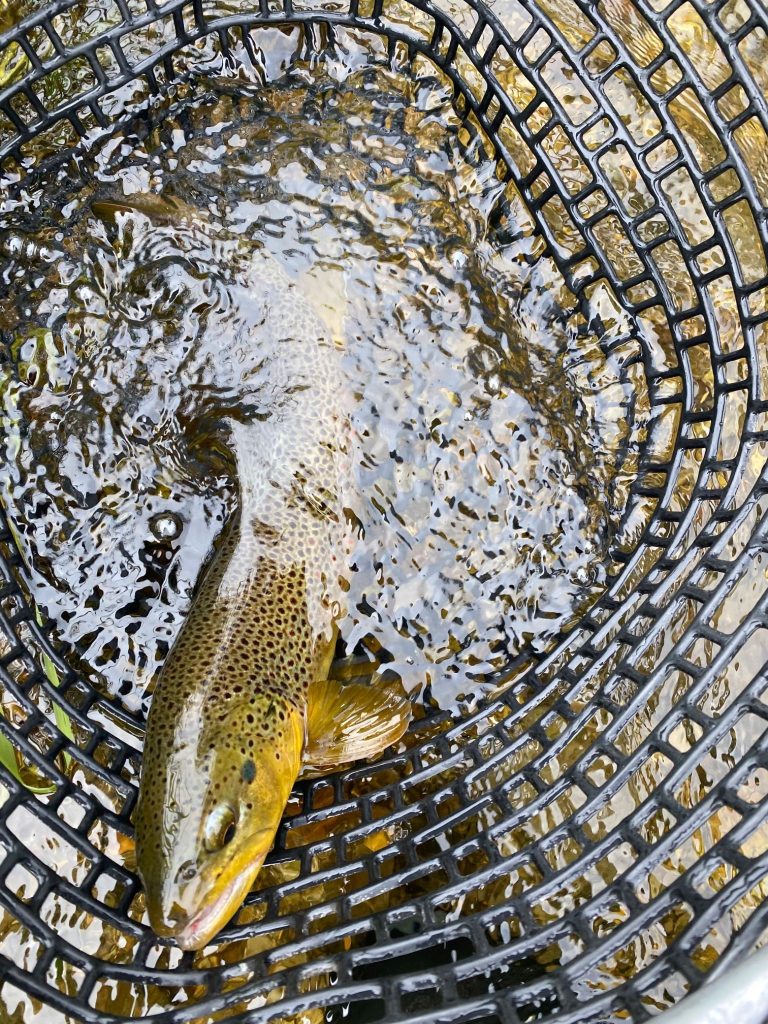 Brown trout in net on Thompson River during early spring fly fishing conditions near Glacier National Park, Montana