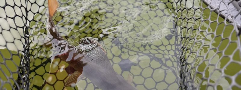 Mid April Fishing Report around Glacier National Park