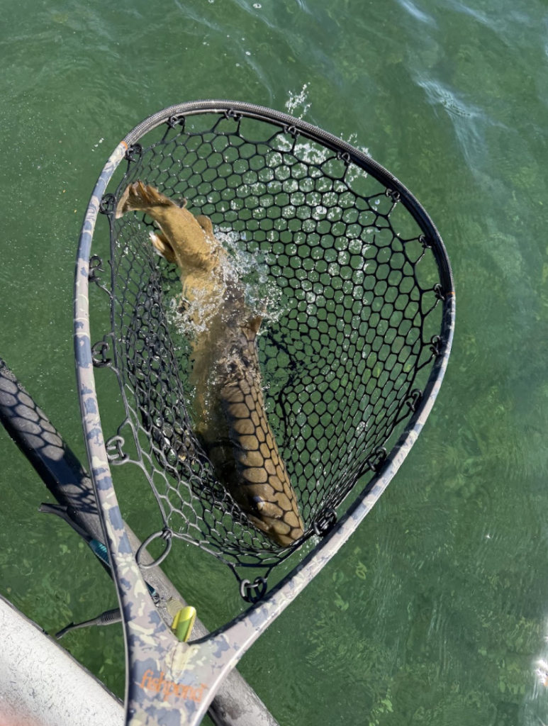 Aquatic Invasive Species in Montana
